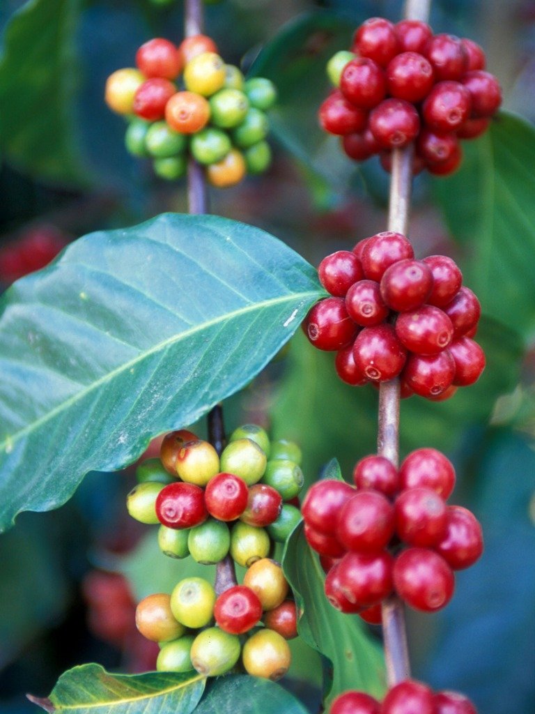 珠屋珈琲 グアテマラ　マリアージュの商品説明 コーヒーの赤い実