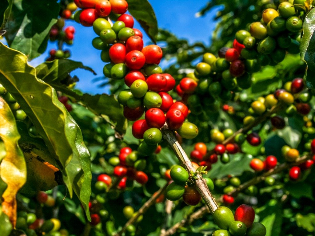 珠屋珈琲 ブラジル ダ・ラゴアの商品説明 コーヒーの赤い実
