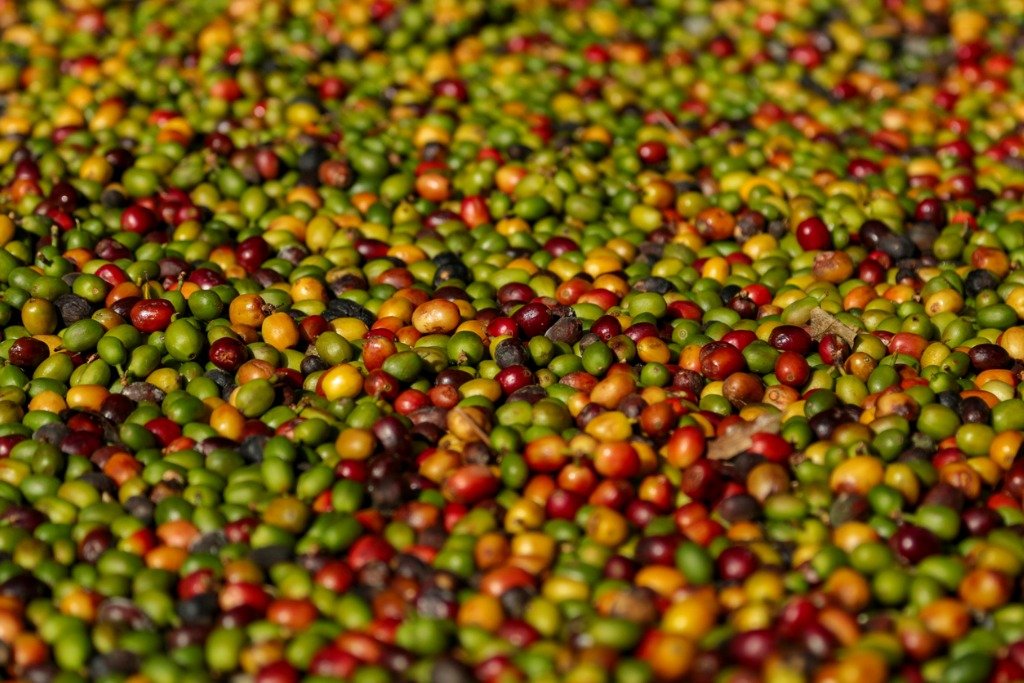 珠屋珈琲 キューバの商品説明 コーヒー 収穫 大量の実