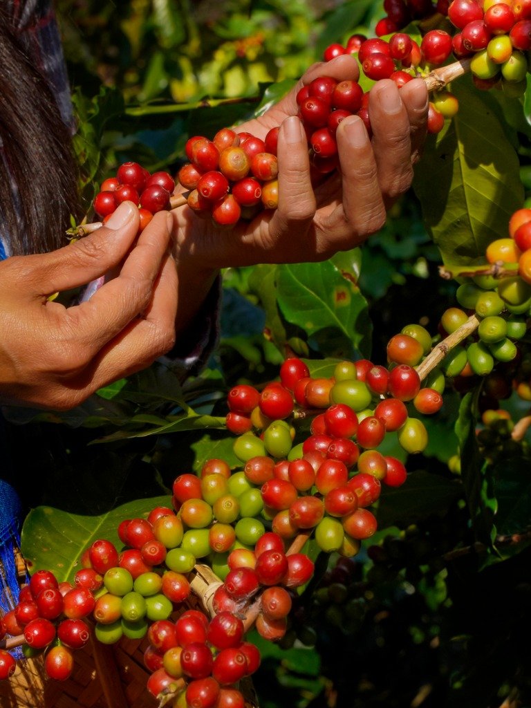 珠屋珈琲 ブラジル ダ・ラゴアの商品説明 コーヒーの赤い実を手摘み