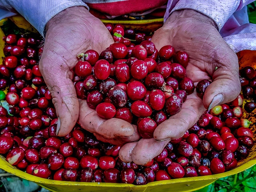 珠屋珈琲 コロンビア　ピコクリストバルの商品説明 収穫 丸々とした赤い実