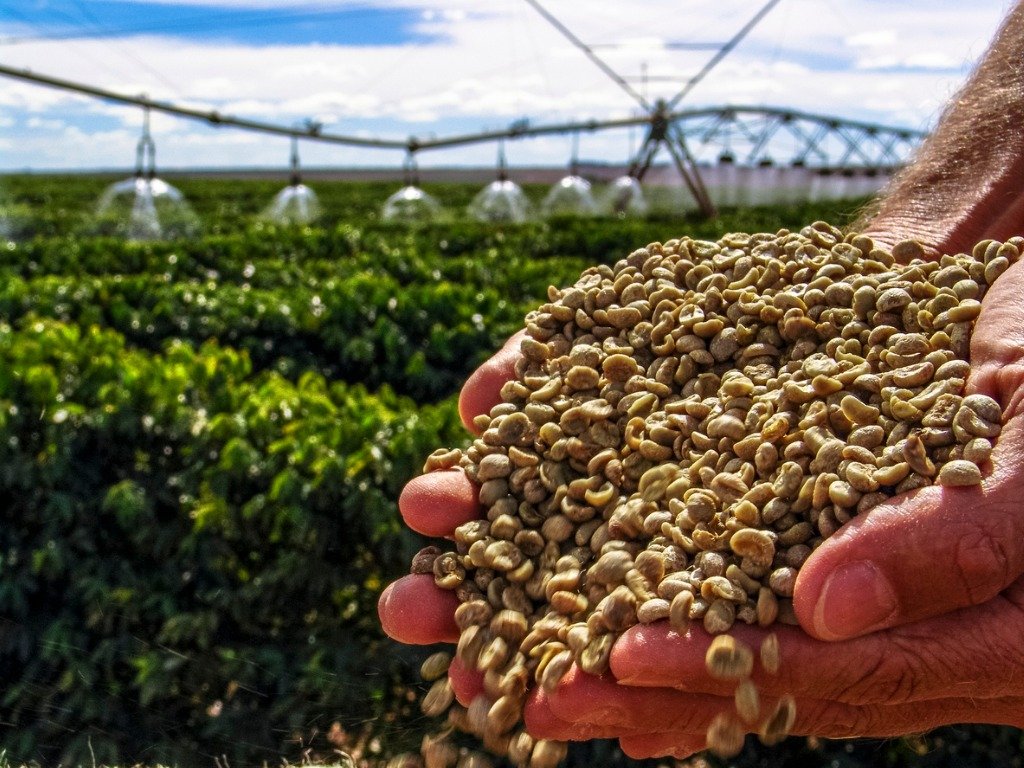 珠屋珈琲 ブラジル ダ・ラゴアの商品説明 乾燥させたコーヒー豆