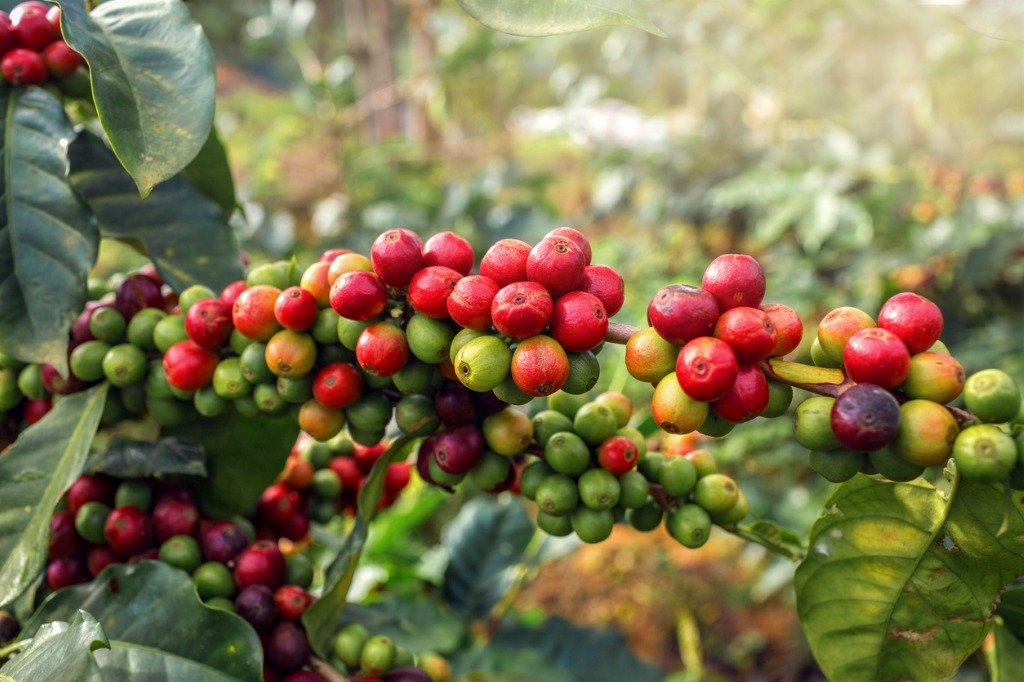 珠屋珈琲 キューバの商品説明 コーヒーの赤い実