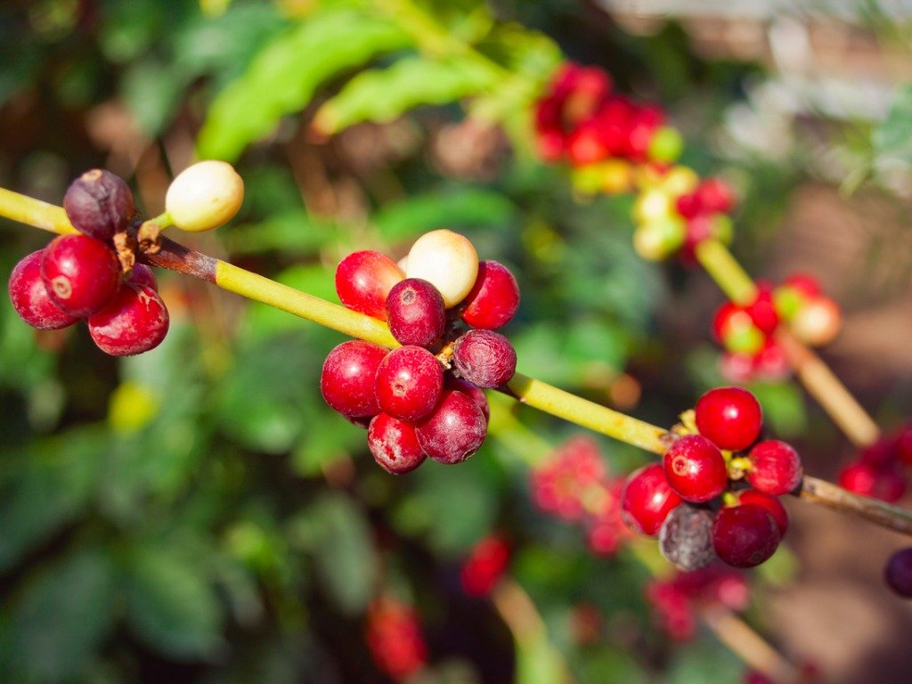 珠屋珈琲 ジャマイカ　ブルーマウンテンNo.1の商品説明 コーヒーの赤い実