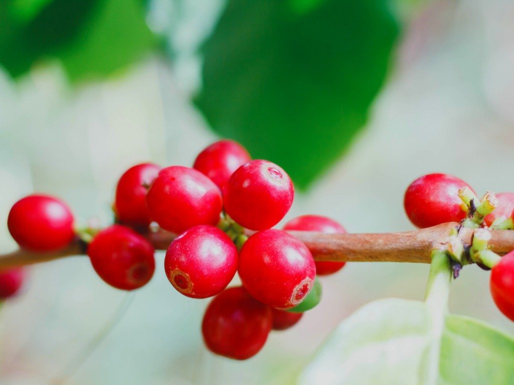 珠屋珈琲 インドネシア　マンデリンの商品説明 コーヒーの赤い実