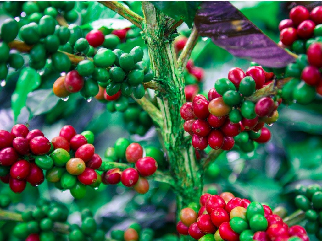 珠屋珈琲 コロンビア　ピコクリストバルの商品説明 コーヒーの赤い実