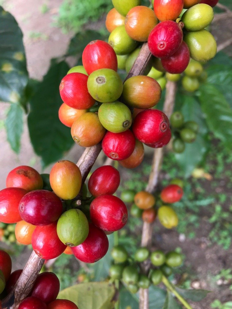 珠屋珈琲 タンザニア　キリマンジャロの商品説明 コーヒーの赤い実