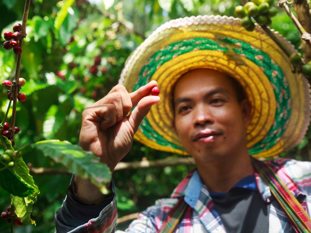 珠屋珈琲 インドネシア　マンデリンの商品説明 収穫中 コーヒー農家