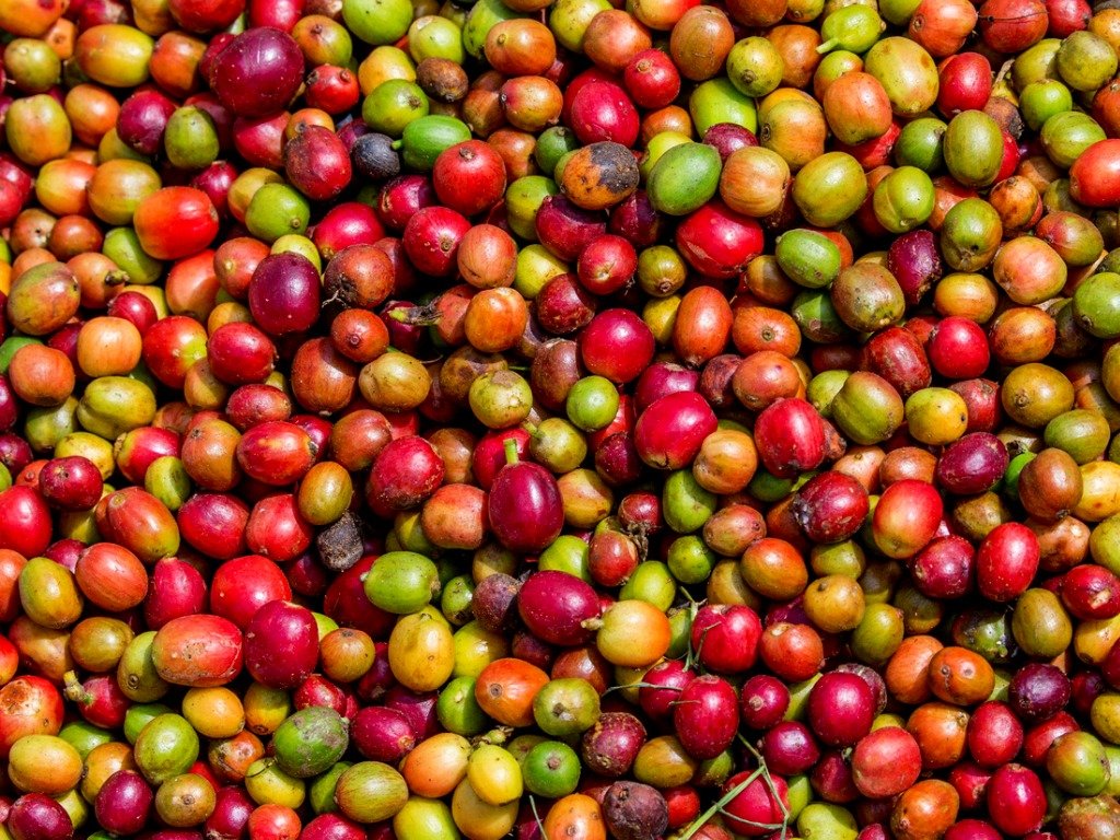 珠屋珈琲 タンザニア キリマンジャロの商品説明 コーヒーの赤い実 収穫 大量