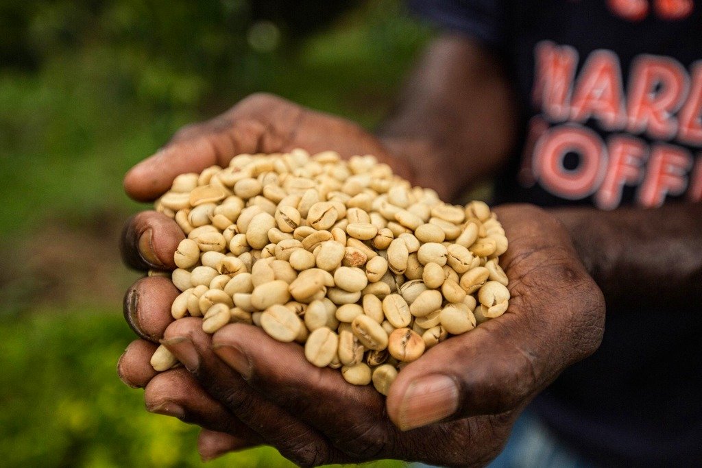 珠屋珈琲 ジャマイカ　ブルーマウンテンNo.1の商品説明 収穫 乾燥させたコーヒー豆