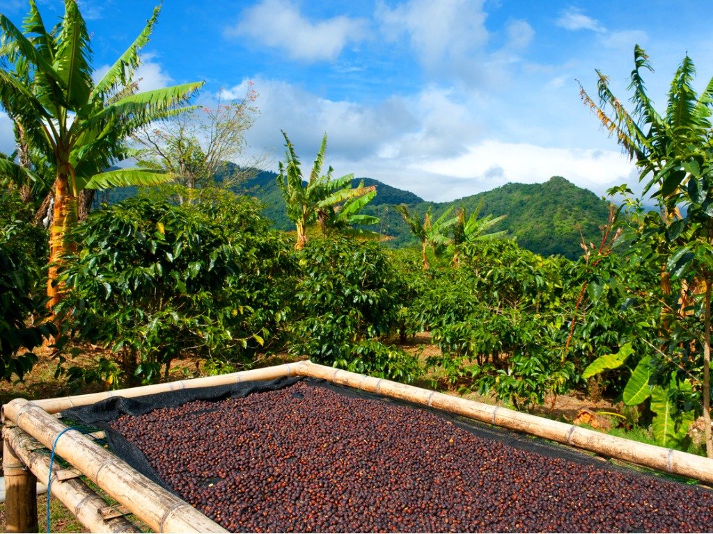珠屋珈琲 キューバの商品説明 コーヒー豆 乾燥